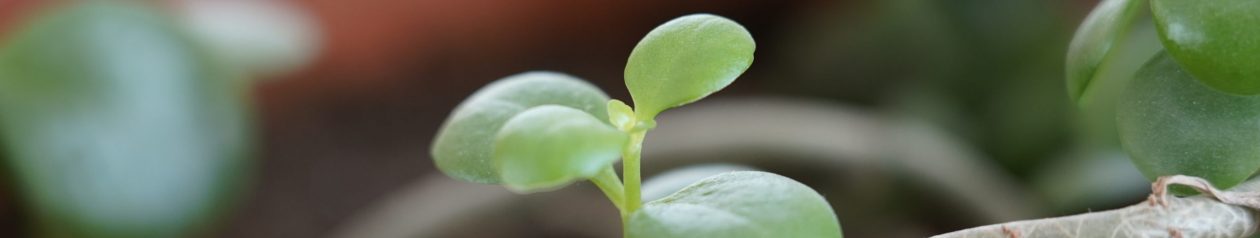 大灰狼的云端小站